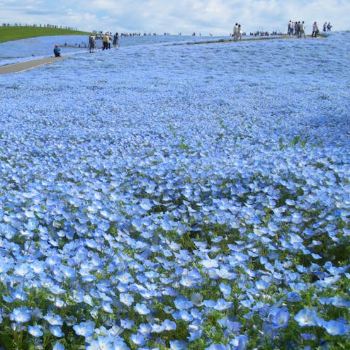 国営ひたち海浜公園