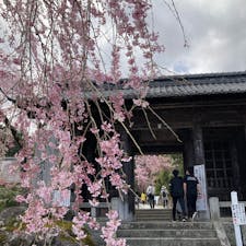 見頃ちょい手前