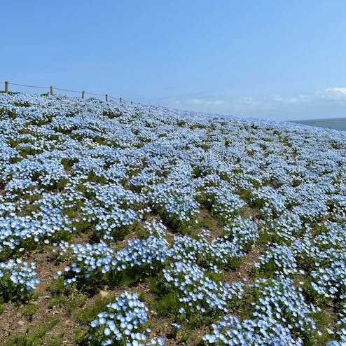 国営ひたち海浜公園