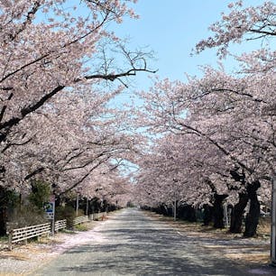夜の森公園の桜のトンネルです。
この通りは、未だに立ち入り禁止区域で、フェンス越しの写真なので人がいません。