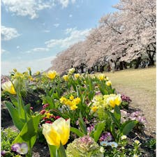富山県中央植物園
さくらまつり