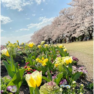 富山県中央植物園
さくらまつり