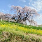 三春滝桜

福島県田村郡三春町にあるエドヒガン系の紅枝垂桜で、1922(大正11)年に国の天然記念物の指定を受け、日本三大桜のひとつに数えられている。樹齢は1000年以上だと推定され、樹高は13.5m、枝張りは東西に25m南北に20mに達する。四方に伸びた太い枝に、真紅の小さな花を無数に咲かせ、その様がまさに水が滝のように流れ落ちるように見えることから、滝桜と呼ばれるようになったと言われている。

#サント船長の写真　#サントの桜巡り
#日本三大桜