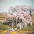 三春滝桜
2021・4月2日に見学に行って来ました。
見事までに素晴らしいですね。
死ぬまでに一度は見たい桜ですね。
#サント船長の写真　#サントの桜巡り　#日本三大桜