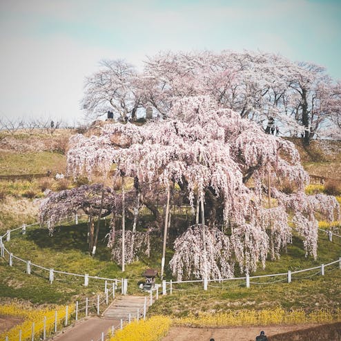三春滝桜