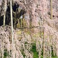 三春滝桜
日本三大桜の一つですが、一言「お見事です」桜は日本人の魂？見事までに咲き、又見事までに散る、素晴らしいですね。

#サント船長の写真　#サントの桜巡り　#日本三大桜