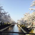 福島沿い桜並木