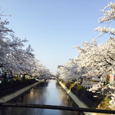 福島沿い桜並木