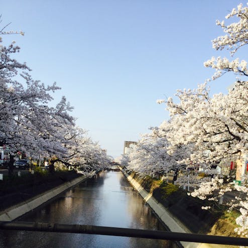 福島江沿いの桜並木