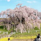 日本三大桜。滝桜。
いつからなのか、1人300円の入場料がかかるようになりました。桜の保存のために使われるんだとか。