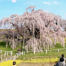 日本三大桜。滝桜。
いつからなのか、1人300円の入場料がかかるようになりました。桜の保存のために使われるんだとか。