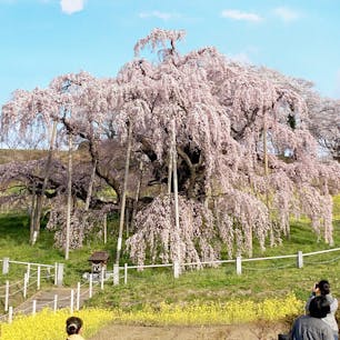 日本三大桜。滝桜。
いつからなのか、1人300円の入場料がかかるようになりました。桜の保存のために使われるんだとか。