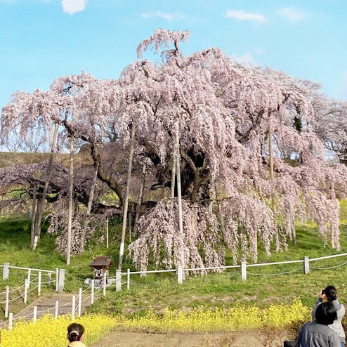 三春滝桜
