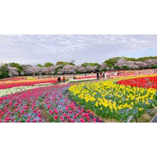 #なばなの里
#チューリップまつり　

#三重
#桑名