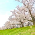 京都、背割堤の桜
