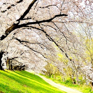 京都　背割堤の桜