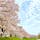 京都　背割堤の桜