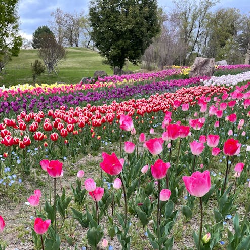 馬見チューリップフェアの投稿写真 感想 みどころ 県立馬見丘陵公園のチューリップ畑 馬見丘陵公園 チューリ トリップノート