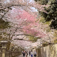 香川県金刀比羅宮
本宮へ続く道🌸