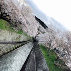 大津の第一疏水の桜