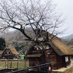 2021.4.4
菅沼合掌集落