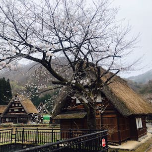 2021.4.4
菅沼合掌集落