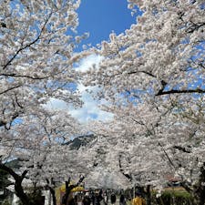 福岡県朝倉市　秋月城

3月末に秋月城跡の桜並木を見てきました。
曇りのち雨は有り難いことに外れ
ぽかぽか陽気の晴天！
両側で綺麗に咲き誇る桜は
とっても綺麗で、
荒んだ心を少しだけ落ち着かせてくれました。

この近くにある月の峠というパン屋さんにも立ち寄り、
お昼過ぎに到着したらすでに列が…
駐車場も満車状態でした。
一番人気のカレーパンや他にもいくつか買って
大人しく車の中で頂きました。
中のカレーだけでも販売してほしいくらい
定番受けする食べやすいカレー！

コロナ対策で店内には二組・最小限の人数となってました。