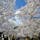福岡県朝倉市　秋月城

3月末に秋月城跡の桜並木を見てきました。
曇りのち雨は有り難いことに外れ
ぽかぽか陽気の晴天！
両側で綺麗に咲き誇る桜は
とっても綺麗で、
荒んだ心を少しだけ落ち着かせてくれました。

この近くにある月の峠というパン屋さんにも立ち寄り、
お昼過ぎに到着したらすでに列が…
駐車場も満車状態でした。
一番人気のカレーパンや他にもいくつか買って
大人しく車の中で頂きました。
中のカレーだけでも販売してほしいくらい
定番受けする食べやすいカレー！

コロナ対策で店内には二組・最小限の人数となってました。