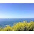 ゴリータ(カリフォルニア)

碧い海と菜の花のコントラストが爽やかな、セントラル・コーストの春の景色。

1号線のアロヨ・ホンド・ビスタ・ポイント(Arroyo Hondo Vista Point)からの眺め。

#goleta #california #canolaflower