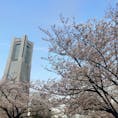 いつかの桜、いつかの横浜。

#Yokohama#横浜#桜木町#みなとみらい#桜#Sakura#ランドマークタワー#🌸