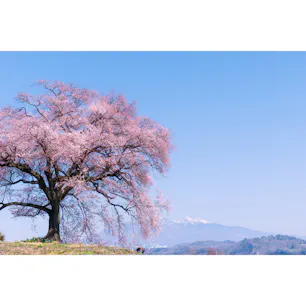 わに塚の桜