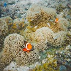 新城海岸

#新城海岸 #シュノーケリング #宮古島