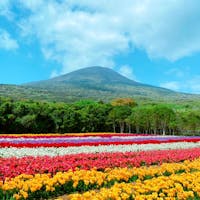 ◆八丈島のフリージアまつり◆
八丈富士を背景に35万本のカラフルなフリージアが満開!