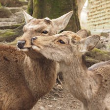 #奈良公園
#鹿
#奈良県