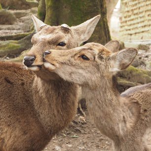 #奈良公園
#鹿
#奈良県