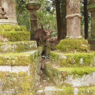 #春日大社
#奈良県