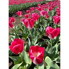 佐倉のチューリップ🌷