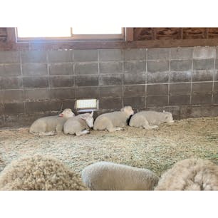 まかいの牧場
#202103 #s静岡