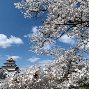 福島県会津若松にある鶴ヶ城は今が🌸満開の時季です。