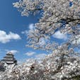 福島県会津若松にある鶴ヶ城は今が🌸満開の時季です。