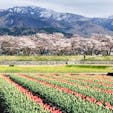 2021.4.10
富山県朝日町
舟川べり
桜は終わりかけだけれど春の四重奏を見にきました。