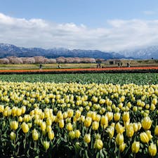2021.4.10
朝日町舟川べり
春の四重奏
白いチューリップも綺麗
