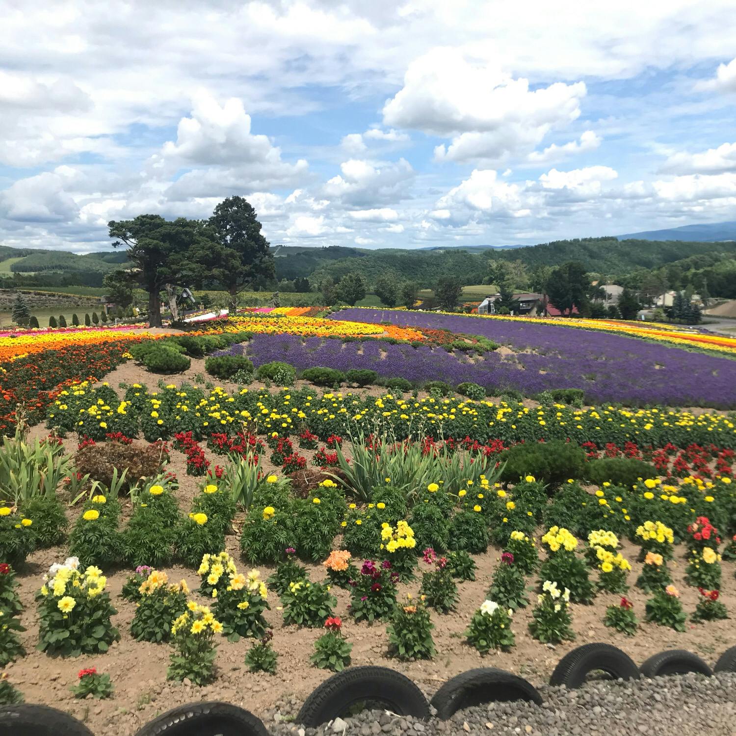 ぜるぶの丘 亜斗夢の丘の投稿写真 感想 みどころ 北海道 美瑛 ぜるぶの丘ラベンダーなどの花々の周りをバギー トリップノート ぜるぶの丘 亜斗夢の丘の投稿写真 感想 みどころ 北海道 美瑛 ぜるぶの丘ラベンダーなどの花々の周りをバギー トリップノート