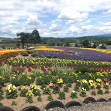 北海道　美瑛　ぜるぶの丘
ラベンダーなどの花々の周りをバギーで一周できます