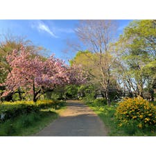 砧公園は思いのほか広かった！春は園内の花が綺麗に咲いています。

#東京 #東京の公園