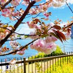東京　桜　隅田川　月島