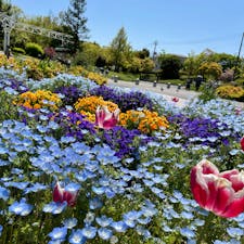 ネモフィラ

#花博記念公園鶴見緑地#花博記念公園#鶴見緑地#ネモフィラ#チューリップ#お花畑
