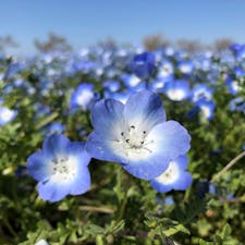 舞洲ネモフィラ祭り