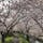 静岡県焼津市内を流れる目黒川と、桜のトンネル🌸🌸🌸
今年は例年に無い暖かさで、3月下旬が見頃でした。平日は、殆ど人がいなくて、貸し切りに近い状態でした。