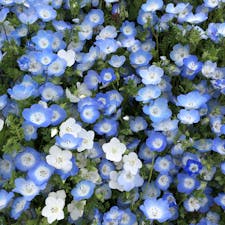 国営ひたち海浜公園